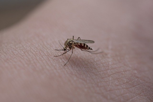 הקיץ הישראלי והיתושים